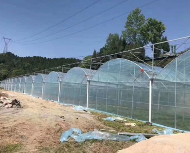 連棟薄膜溫室